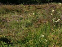 Juncus acutiflorus 56, Veldrus, Saxifraga-Hans Boll
