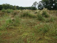 Juncus acutiflorus 57, Veldrus, Saxifraga-Hans Boll