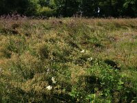 Juncus acutiflorus 58, Veldrus, Saxifraga-Hans Boll