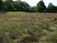 Juncus acutiflorus 59, Veldrus, Saxifraga-Hans Boll