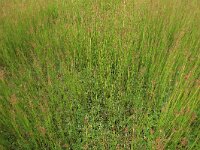 Juncus acutiflorus 6, Veldrus, Saxifraga-Hans Boll