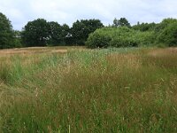 Juncus acutiflorus 62, Veldrus, Saxifraga-Hans Boll