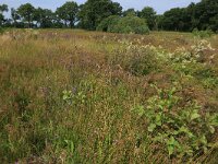 Juncus acutiflorus 64, Veldrus, Saxifraga-Hans Boll