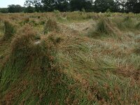 Juncus acutiflorus 67, Veldrus, Saxifraga-Hans Boll