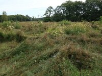 Juncus acutiflorus 68, Veldrus, Saxifraga-Hans Boll