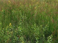 Juncus acutiflorus 7, Veldrus, Saxifraga-Hans Boll