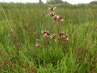 Juncus acutiflorus 71, Veldrus, Saxifraga-Ed Stikvoort : s9900