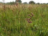 Juncus acutiflorus 72, Veldrus, Saxifraga-Ed Stikvoort : s9900
