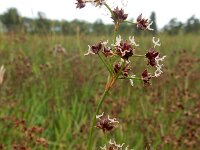Juncus acutiflorus 73, Veldrus, Saxifraga-Ed Stikvoort : s9900