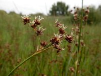 Juncus acutiflorus 74, Veldrus, Saxifraga-Ed Stikvoort : s9900