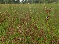 Juncus acutiflorus 75, Veldrus, Saxifraga-Ed Stikvoort : s9900