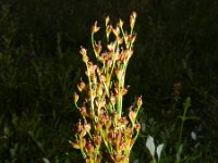 Juncus alpinoarticulatus ssp atricapillus 21, Duinrus, Saxifraga-Rutger Barendse