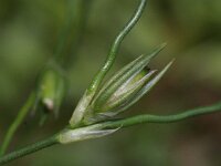 Juncus bufonius, Toadrush