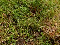 Juncus bufonius 10, Greppelrus, Saxifraga-Ed Stikvoort