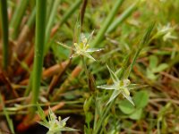 Juncus bufonius 11, Greppelrus, Saxifraga-Ed Stikvoort