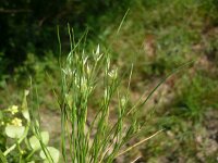 Juncus bufonius 2, Greppelrus, Saxifraga-Jasenka Topic