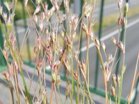 Juncus bufonius 3, Greppelrus, Saxifraga-Rutger Barendse