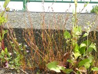 Juncus bufonius 4, Greppelrus, Saxifraga-Rutger Barendse