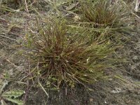 Juncus bufonius 5, Greppelrus, Saxifraga-Willem van Kruijsbergen