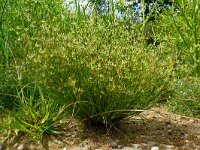 Juncus bufonius 6, Greppelrus, Saxifraga-Hans Grotenhuis
