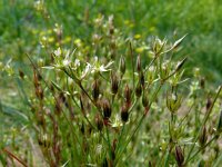 Juncus bufonius 7, Greppelrus, Saxifraga-Hans Grotenhuis
