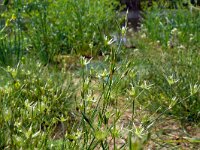 Juncus bufonius 8, Greppelrus, Saxifraga-Hans Grotenhuis