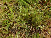 Juncus bufonius 9, Greppelrus, Saxifraga-Ed Stikvoort