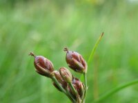 Juncus compressus 1, Platte rus, Saxifraga-Rutger Barendse