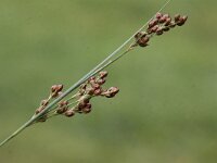 Juncus compressus 2, Platte rus, Saxifraga-Peter Meininger