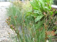 Juncus compressus 3, Platte rus, Saxifraga-Rutger Barendse