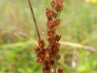 Juncus compressus 4, Platte rus, Saxifraga-Rutger Barendse