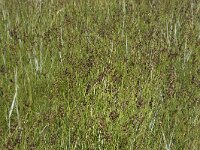 Juncus compressus 5, Platte rus, Saxifraga-Willem van Kruijsbergen