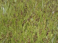 Juncus compressus 6, Platte rus, Saxifraga-Willem van Kruijsbergen