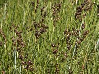Juncus compressus 7, Platte rus, Saxifraga-Willem van Kruijsbergen