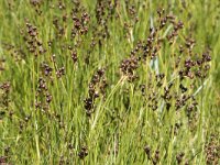 Juncus compressus 8, Platte rus, Saxifraga-Willem van Kruijsbergen