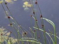 Tussock of rush Juncus conglomeratus, flowering  Tussock of rush Juncus conglomeratus, flowering : tussock, rush, rushes, Juncus conglomeratus, juncus, flowering, brown, green, grass-like, plant, plants, botany, vascular plant, flora, floral, nature, natural, summer, summertime, rural scene, non-urban scene, outside, outdoor, outdoors, no people, nobody, spring, springtime