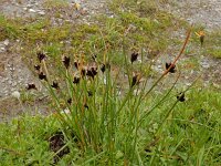 Juncus jacquinii 2, Saxifraga-Ed Stikvoort