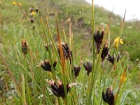 Juncus jacquinii 3, Saxifraga-Ed Stikvoort