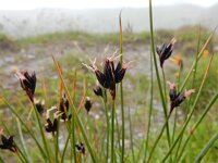 Juncus jacquinii 4, Saxifraga-Ed Stikvoort
