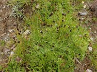 Juncus jacquinii 5, Saxifraga-Ed Stikvoort