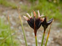 Juncus jacquinii 6, Saxifraga-Ed Stikvoort