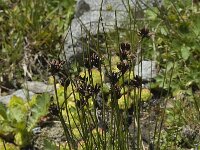 Juncus jacquinii 7, Saxifraga-Willem van Kruijsbergen