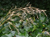 Juncus tenuis ssp anthelatus 5, Tengere rus, Saxifraga-Rutger Barendse