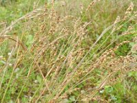 Juncus tenuis ssp anthelatus 8, Tengere rus, Saxifraga-Rutger Barendse