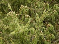 Juniperus cedrus ssp cedrus 1, Saxifraga-Ed Stikvoort
