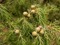 Juniperus cedrus ssp cedrus 2, Saxifraga-Ed Stikvoort