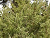 Juniperus cedrus ssp cedrus 3, Saxifraga-Ed Stikvoort