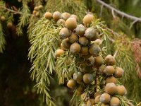 Juniperus cedrus ssp cedrus 4, Saxifraga-Ed Stikvoort