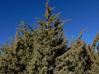 Juniperus cedrus ssp cedrus 5, Saxifraga-Ed Stikvoort