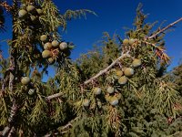 Juniperus cedrus ssp cedrus 6, Saxifraga-Ed Stikvoort